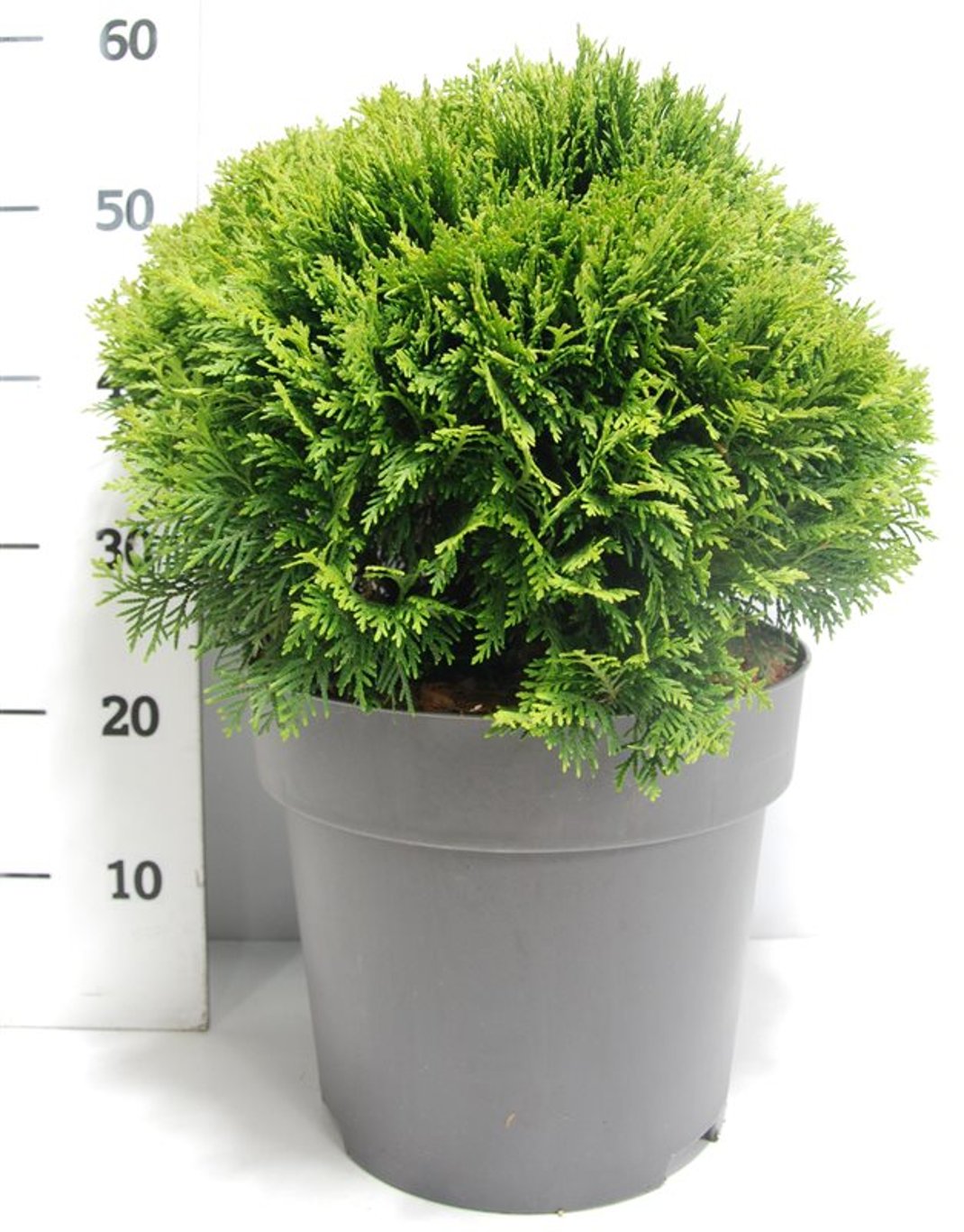 Thuja occ. 'Danica' - C12 40-50 CM